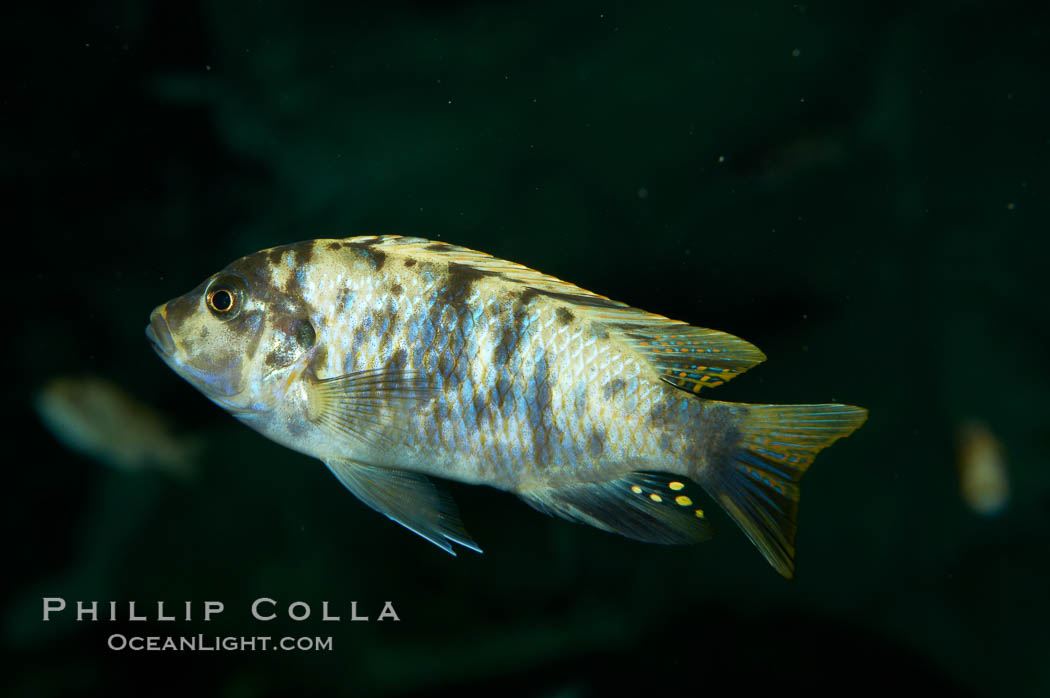 Piebald zebra mbuna., Pseudotropheus zebra, natural history stock photograph, photo id 11010