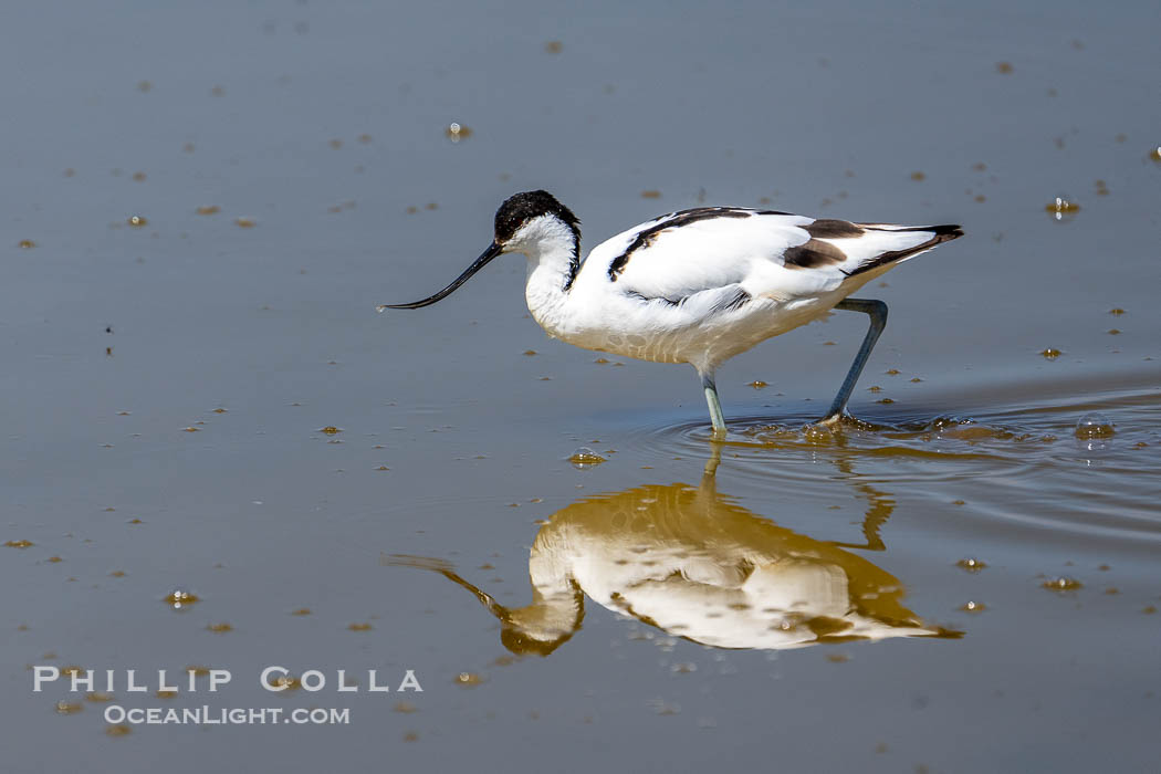 Pied Avocet, Recurvirostra avosetta, Amboseli National Park. Kenya, Recurvirostra avosetta, natural history stock photograph, photo id 39576