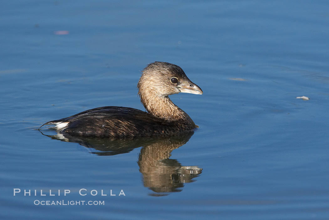 Pied-billed grebe. Upper Newport Bay Ecological Reserve, Newport Beach, California, USA, Podilymbus podiceps, natural history stock photograph, photo id 15728