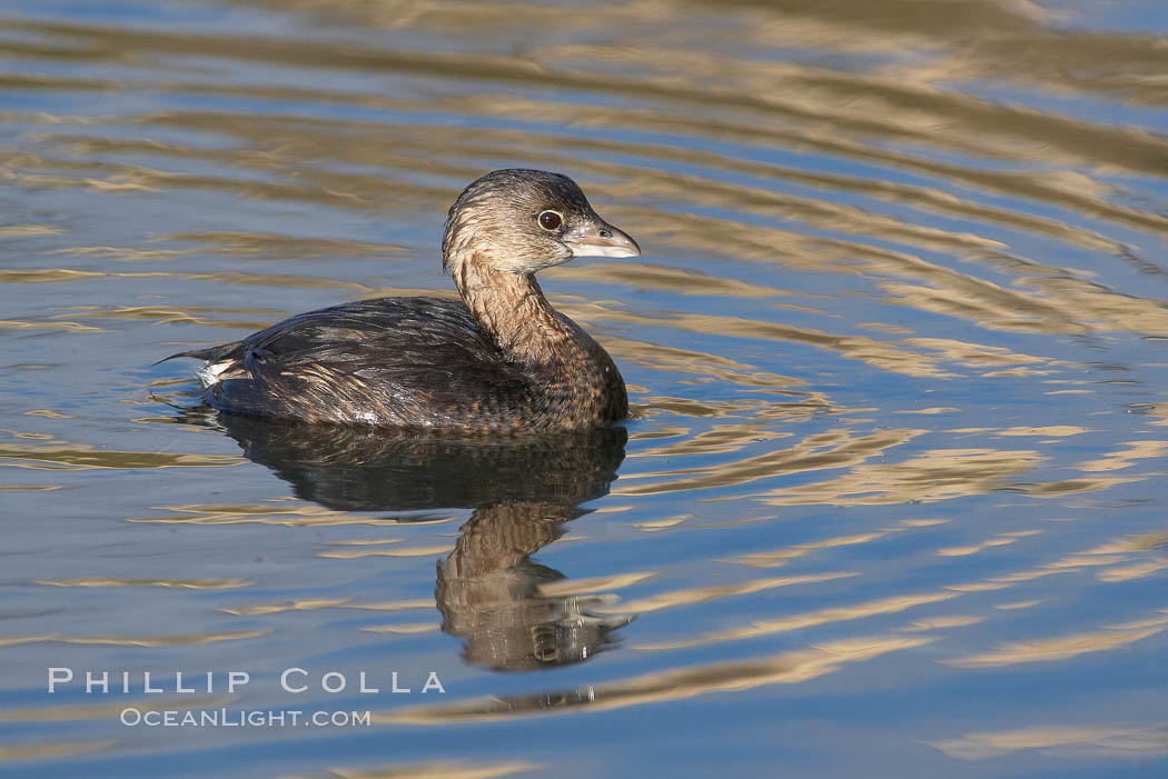 Pied-billed grebe. Upper Newport Bay Ecological Reserve, Newport Beach, California, USA, Podilymbus podiceps, natural history stock photograph, photo id 15729