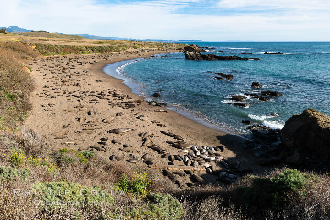 Elephant seals crowd a sand beach at the Piedras Blancas rookery near San Simeon. California, USA, natural history stock photograph, photo id 35140