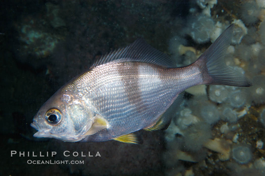 Pile surfperch., Rhacochilus vacca, natural history stock photograph, photo id 09035