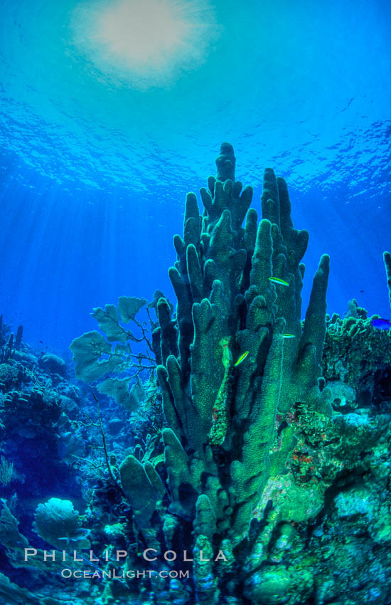 Pillar coral. Roatan, Honduras, Dendrogyra cylindrus, natural history stock photograph, photo id 05571