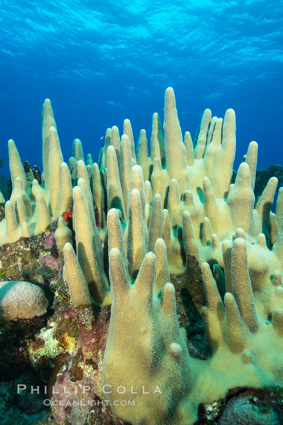 Pillar coral Dendrogyra cylindrus, Grand Cayman Island. Cayman Islands, natural history stock photograph, photo id 32206
