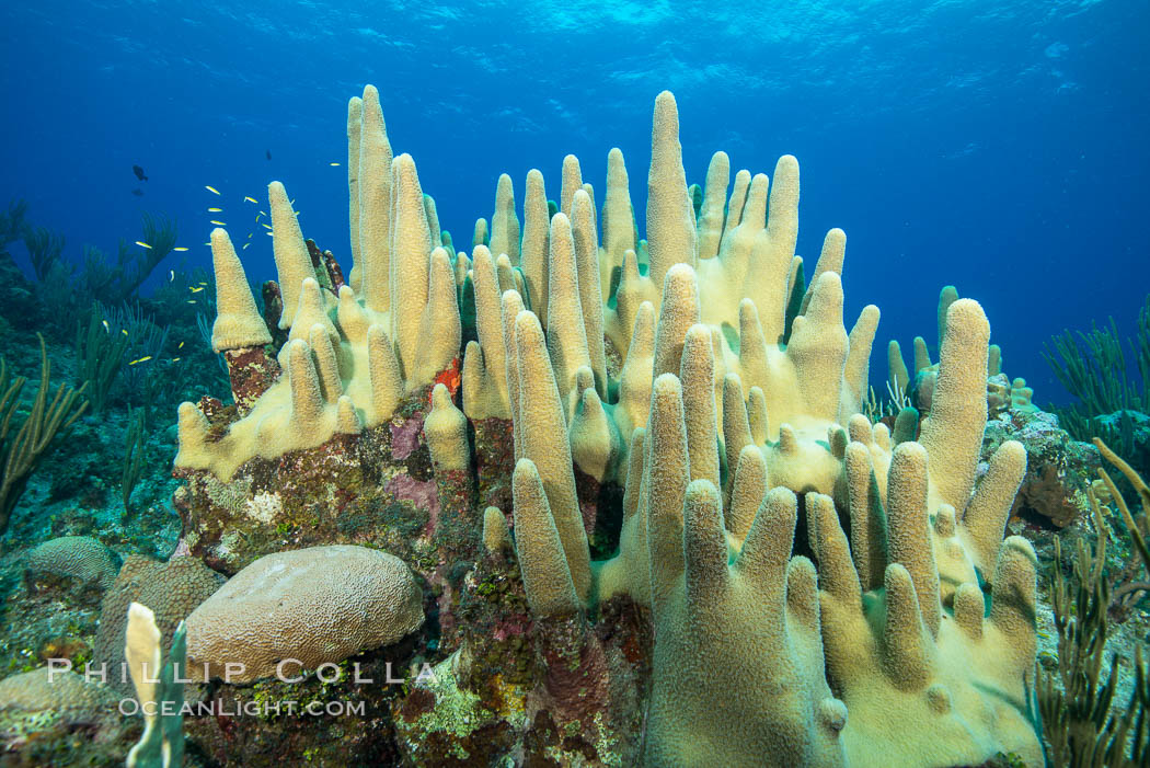 Pillar coral Dendrogyra cylindrus, Grand Cayman Island. Cayman Islands, natural history stock photograph, photo id 32205