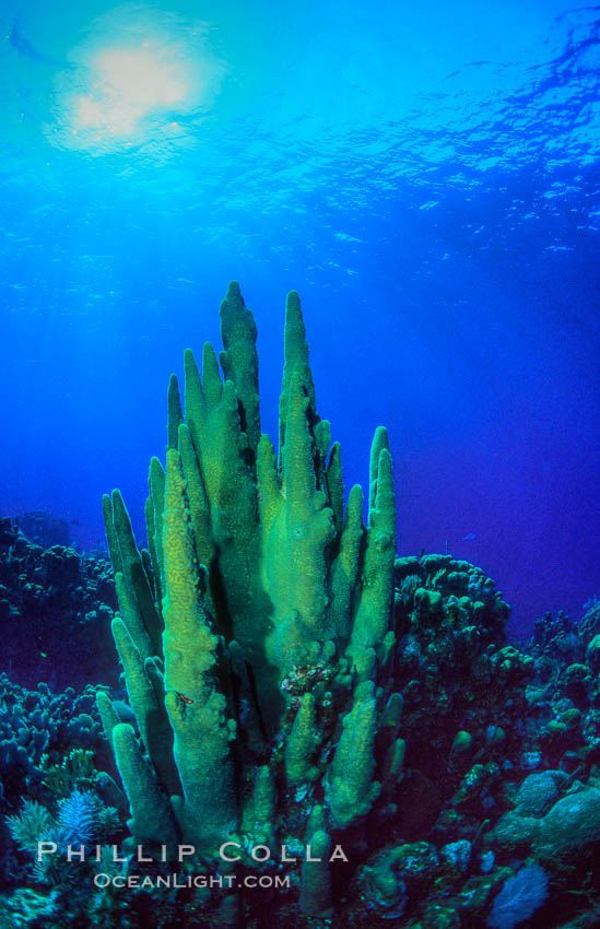 Pillar coral. Roatan, Honduras, Dendrogyra cylindrus, natural history stock photograph, photo id 05569