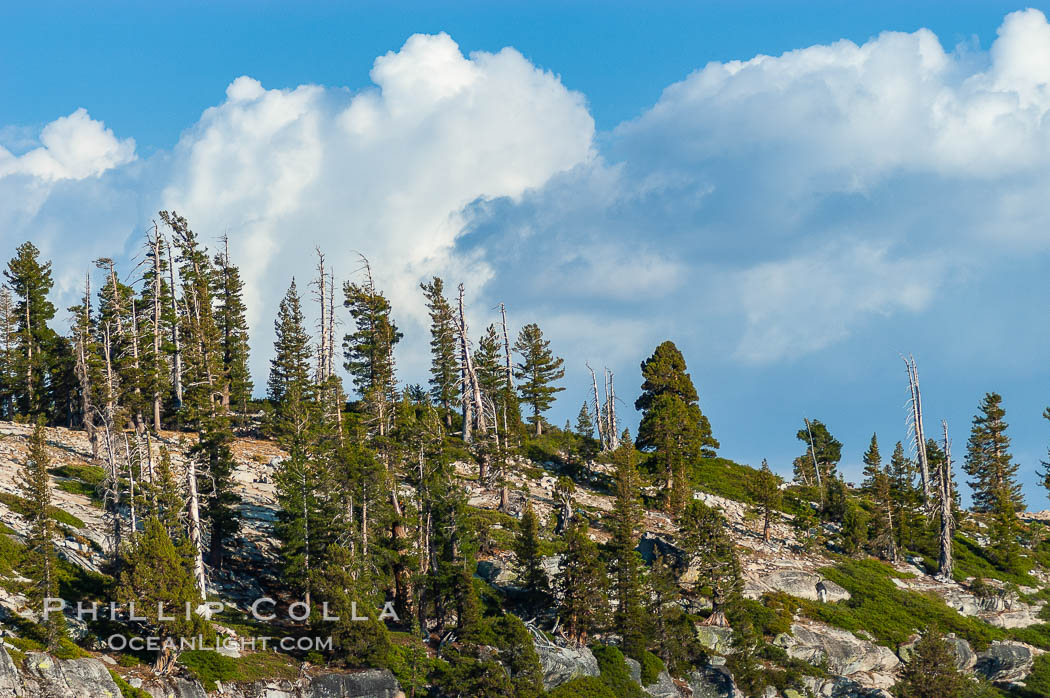 Pine trees grow on granite mountaintops, Sierra High Country near Olmsted Point. Yosemite National Park, California, USA, natural history stock photograph, photo id 09982