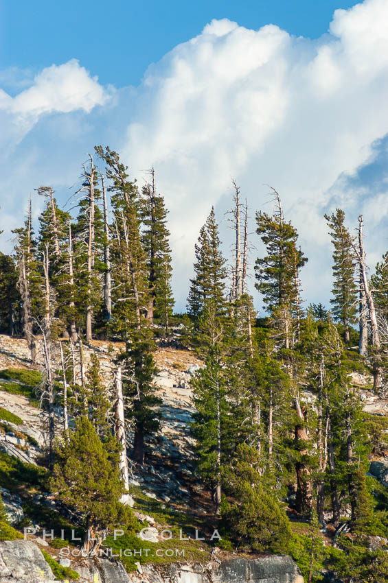 Pine trees grow on granite mountaintops, Sierra High Country near Olmsted Point. Yosemite National Park, California, USA, natural history stock photograph, photo id 09983