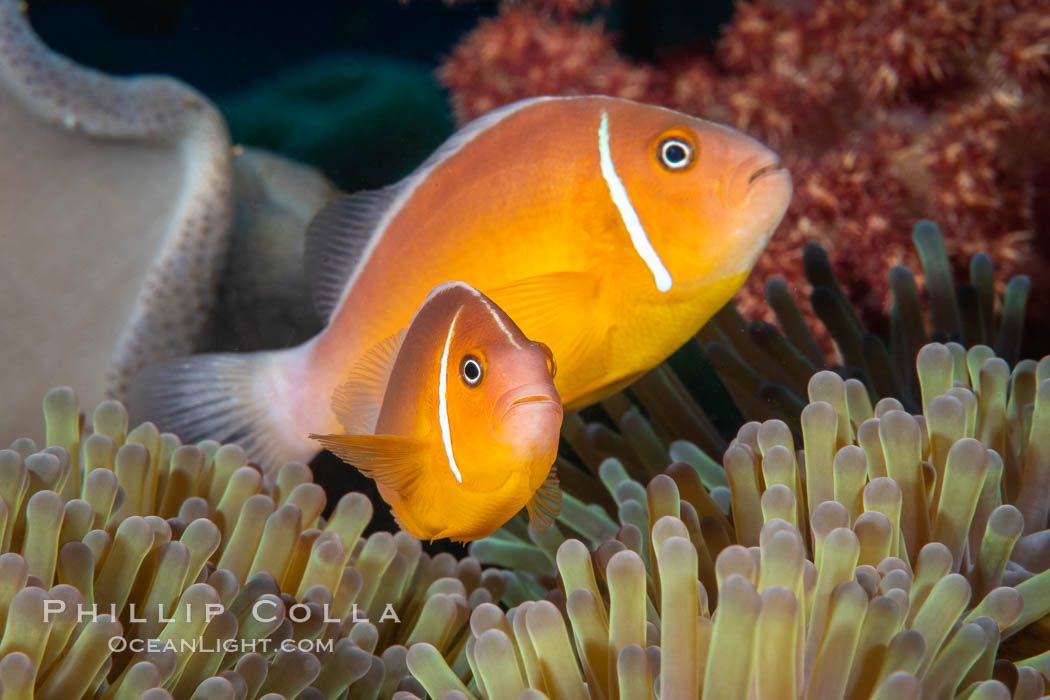 Pink Skunk Anemone Fish, Amphiprion perideraion, Fiji., Amphiprion perideraion, natural history stock photograph, photo id 34746
