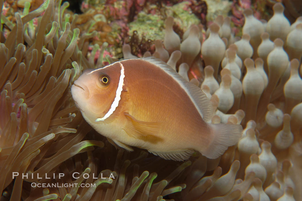 Pink anemonefish., Amphiprion perideraion, natural history stock photograph, photo id 08820