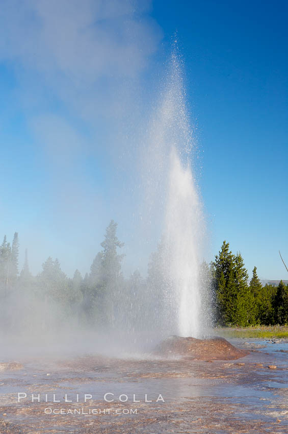 Pink Cone Geyser erupts.  Pink Cone Geyser reaches 30 feet in height, and has highly variable interval and duration.  It is a cone-type geyser and its cone has a pinkish tint due to manganese oxide in it.  Firehole Lake Drive, Lower Geyser Basin, Yellowstone Park. Yellowstone National Park, Wyoming, USA, natural history stock photograph, photo id 13550