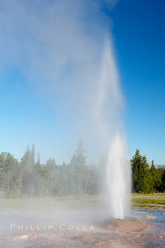 Pink Cone Geyser erupts.  Pink Cone Geyser reaches 30 feet in height, and has highly variable interval and duration.  It is a cone-type geyser and its cone has a pinkish tint due to manganese oxide in it.  Firehole Lake Drive, Lower Geyser Basin, Yellowstone Park. Yellowstone National Park, Wyoming, USA, natural history stock photograph, photo id 13554