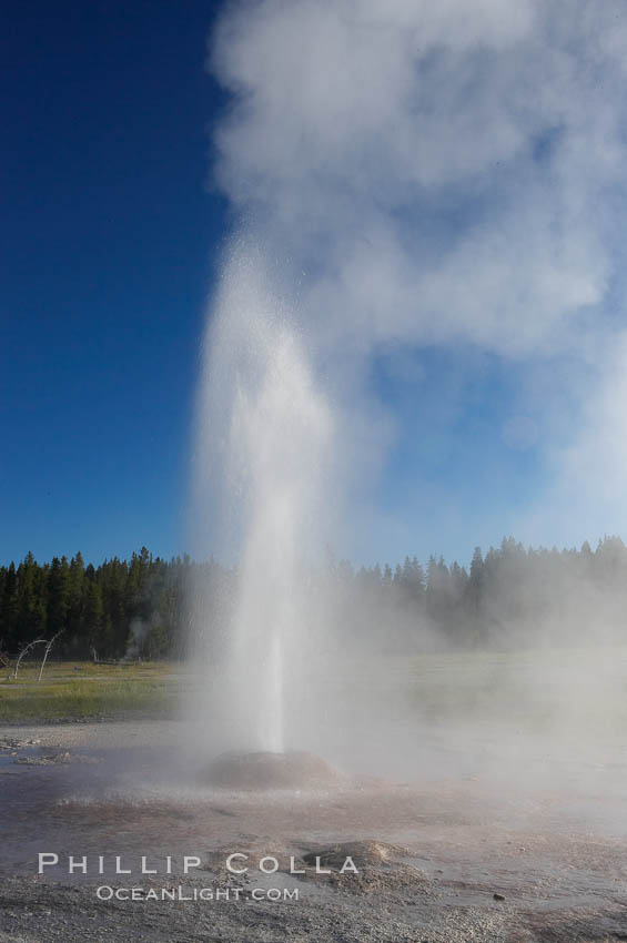 Pink Cone Geyser erupts.  Pink Cone Geyser reaches 30 feet in height, and has highly variable interval and duration.  It is a cone-type geyser and its cone has a pinkish tint due to manganese oxide in it.  Firehole Lake Drive, Lower Geyser Basin, Yellowstone Park. Yellowstone National Park, Wyoming, USA, natural history stock photograph, photo id 13552