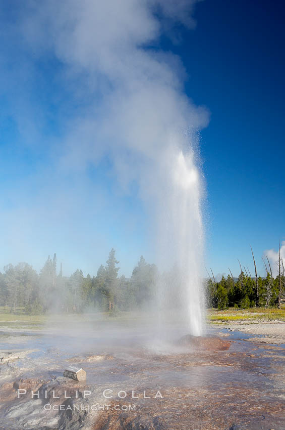 Pink Cone Geyser erupts.  Pink Cone Geyser reaches 30 feet in height, and has highly variable interval and duration.  It is a cone-type geyser and its cone has a pinkish tint due to manganese oxide in it.  Firehole Lake Drive, Lower Geyser Basin, Yellowstone Park. Yellowstone National Park, Wyoming, USA, natural history stock photograph, photo id 13551