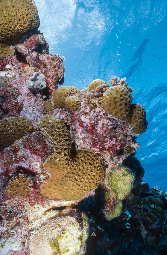 Pink Porolithon Coralline Algae, Rose Atoll. Rose Atoll National Wildlife Sanctuary, American Samoa, USA, natural history stock photograph, photo id 00740