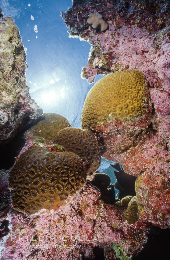 Pink Porolithon Coralline Algae, Rose Atoll. Rose Atoll National Wildlife Sanctuary, American Samoa, USA, natural history stock photograph, photo id 00739