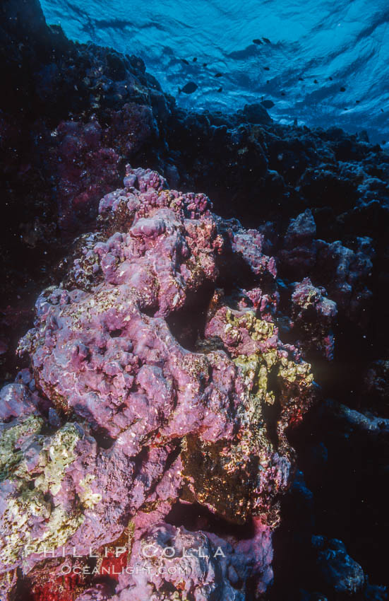 Pink Porolithon Coralline Algae, Rose Atoll. Rose Atoll National Wildlife Sanctuary, American Samoa, USA, natural history stock photograph, photo id 00761