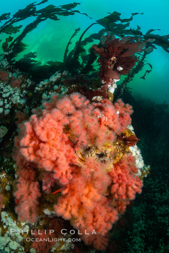 Pink Soft Coral, Gersemia Rubiformis, Browning Pass, Vancouver Island, Gersemia rubiformis Pink Soft Coral, Gersemia Rubiformis, Browning Pass, Vancouver Island, Gersemia rubiformis