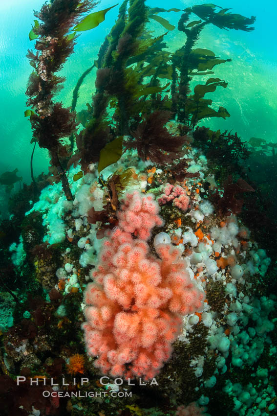 Pink Soft Coral, Gersemia Rubiformis, Browning Pass, Vancouver Island. British Columbia, Canada, Gersemia rubiformis, natural history stock photograph, photo id 35278