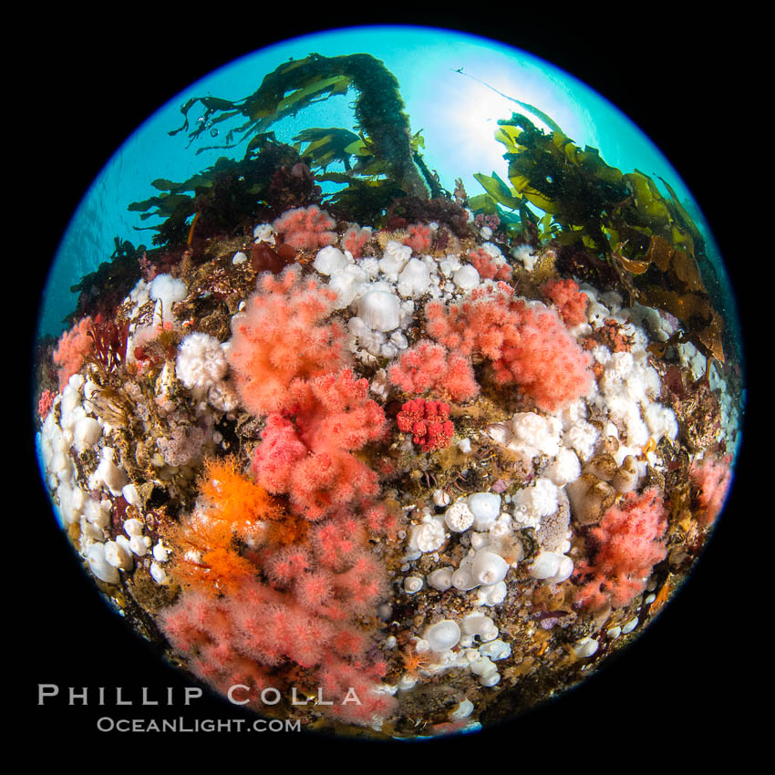 Pink Soft Coral (Gersemia Rubiformis), and Plumose Anemones (Metridium senile) cover the ocean reef, Browning Pass, Vancouver Island, Metridium senile, Gersemia rubiformis