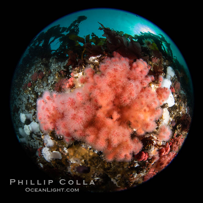 Pink Soft Coral, Gersemia Rubiformis, Browning Pass, Vancouver Island. British Columbia, Canada, Gersemia rubiformis, natural history stock photograph, photo id 35364