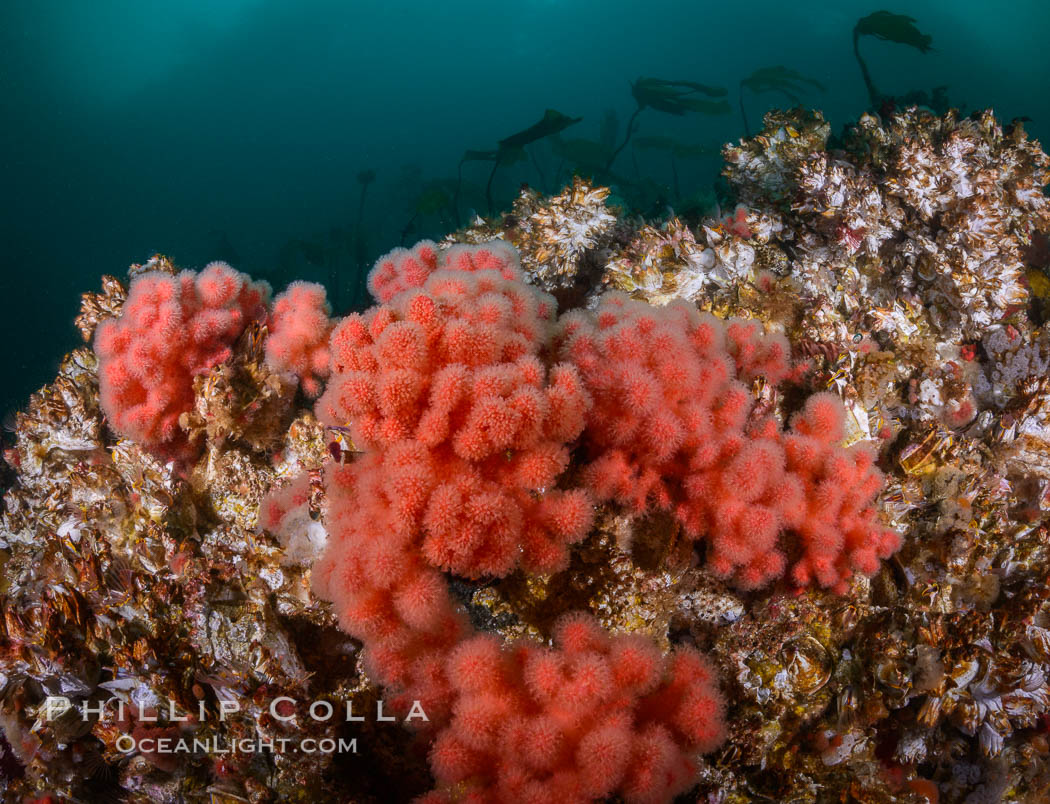 Pink Soft Coral, Gersemia rubiformis photo, British Columbia, Canada