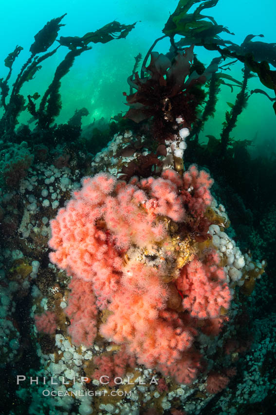 Pink Soft Coral, Gersemia Rubiformis, Browning Pass, Vancouver Island. British Columbia, Canada, Gersemia rubiformis, natural history stock photograph, photo id 35487