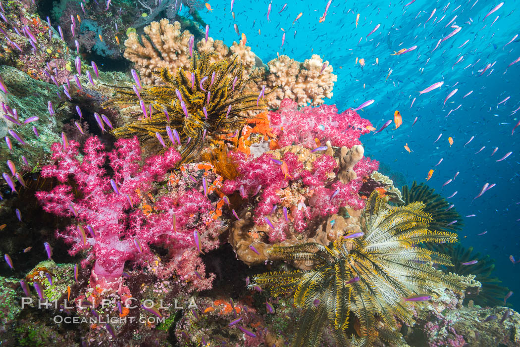 Pink Soft Corals and Yellow Crinoids on Coral Reef, Fiji. Namena Marine Reserve, Namena Island, Crinoidea, Dendronephthya, Pseudanthias, natural history stock photograph, photo id 31823