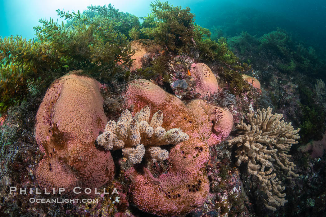 Pink Sponges Encrusting Rocky Reef alongside various species of algae and gorgonians, San Pedro Martir Island, Sea of Cortez. Isla San Pedro Martir, Sonora, Mexico, natural history stock photograph, photo id 40418