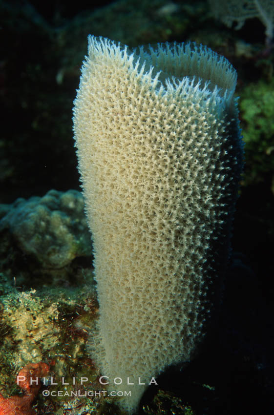 Pink vase sponge. Roatan, Honduras, Niphates digitalis, natural history stock photograph, photo id 04608