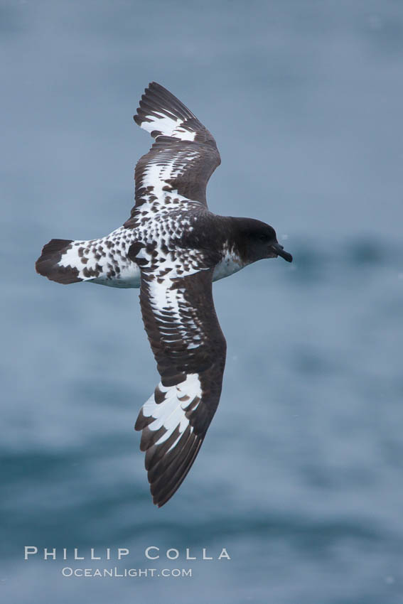 Pintado petrel in flight. Scotia Sea, Southern Ocean, Daption capense, natural history stock photograph, photo id 24730
