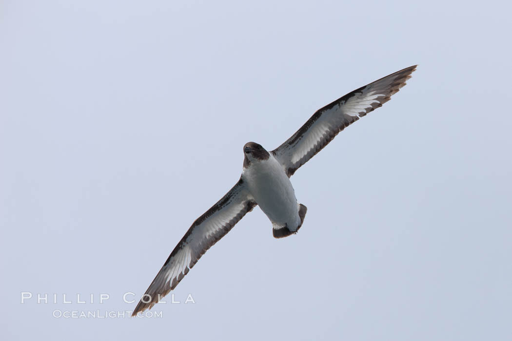 Pintado petrel, in flight, a small open-ocean seabird known for its distinctive black and white coloration. Falkland Islands, United Kingdom, Daption capense, natural history stock photograph, photo id 23695