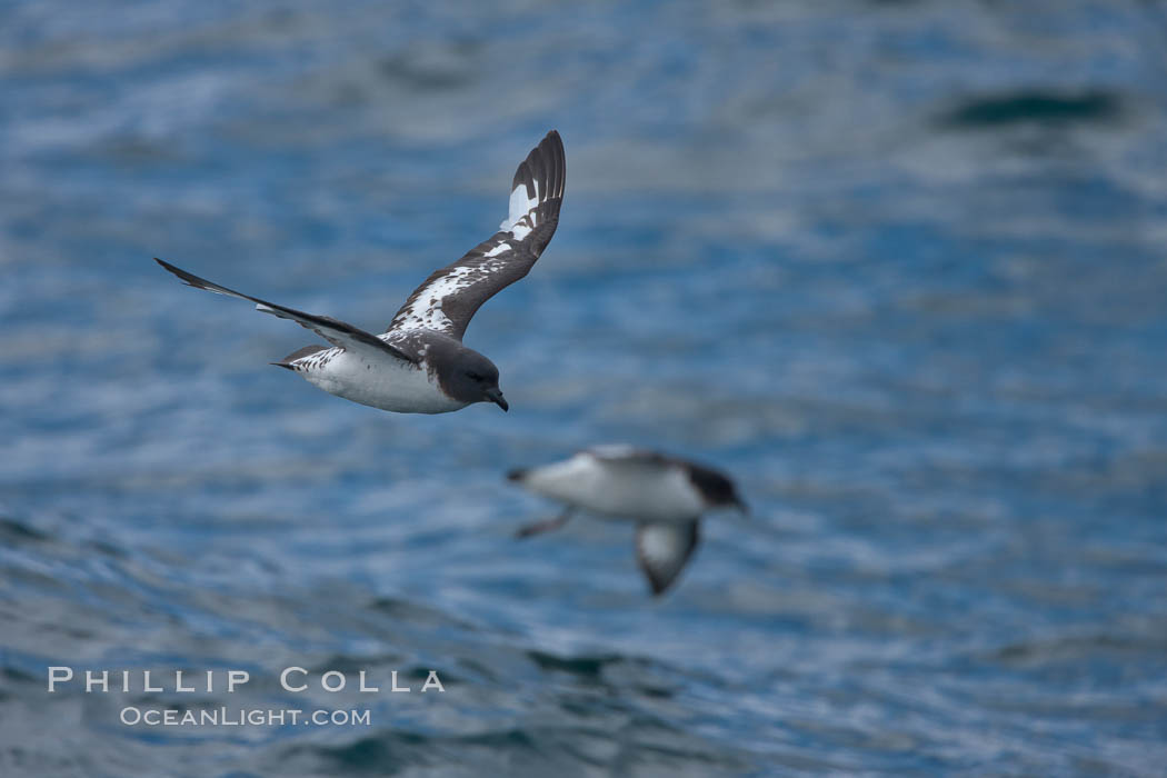 Pintado petrel in flight. Scotia Sea, Southern Ocean, Daption capense, natural history stock photograph, photo id 24693