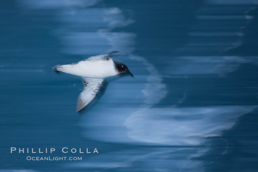 Pintado petrel in flight. Scotia Sea, Southern Ocean, Daption capense, natural history stock photograph, photo id 24933