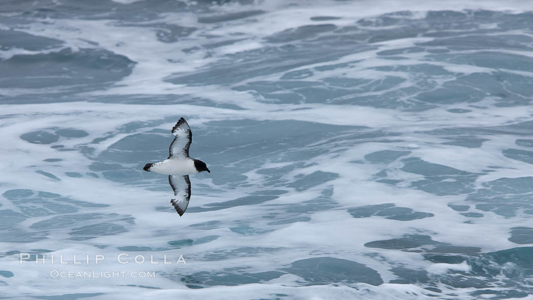 Pintado petrel, in flight. South Georgia Island, Daption capense, natural history stock photograph, photo id 24365