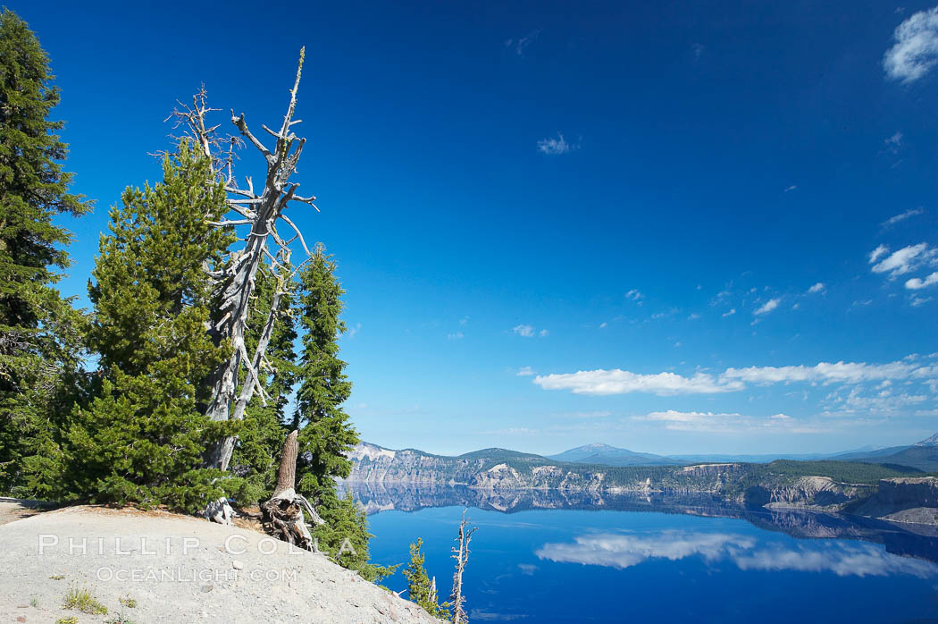 Whitebark pine, Crater Lake, Oregon. Due to harsh, almost constant winds, whitebark pines along the crater rim surrounding Crater Lake are often deformed and stunted. Crater Lake National Park, USA, Pinus albicaulis, natural history stock photograph, photo id 13948