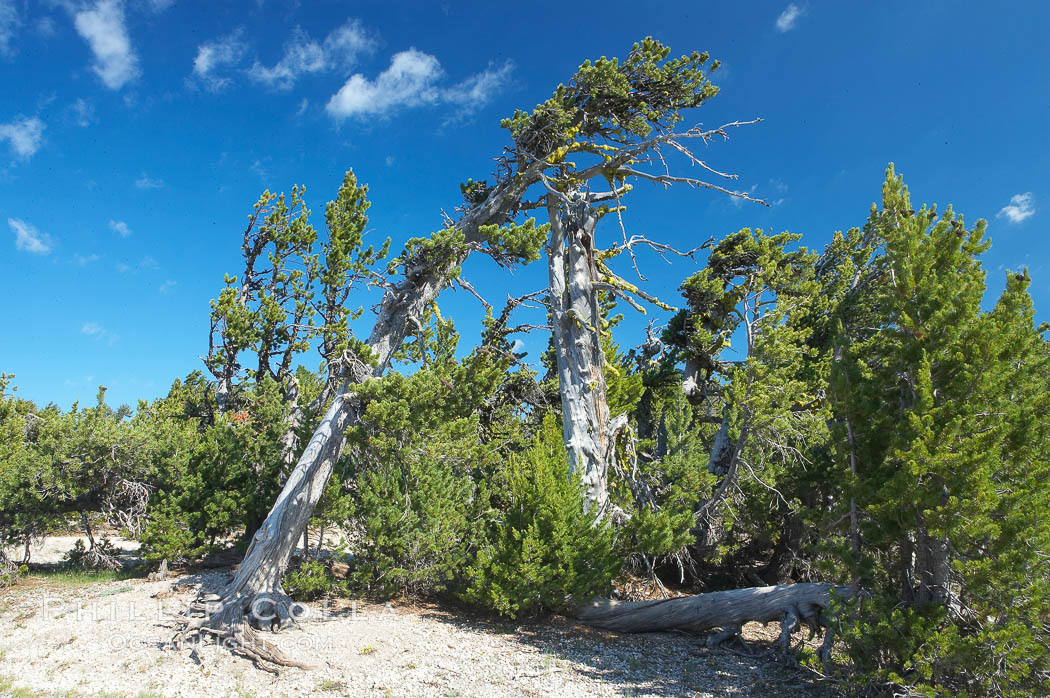 Whitebark pine, Crater Lake, Oregon. Due to harsh, almost constant winds, whitebark pines along the crater rim surrounding Crater Lake are often deformed and stunted. Crater Lake National Park, USA, Pinus albicaulis, natural history stock photograph, photo id 13945