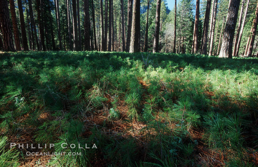 Pine tree seedlings cover forest floor, Yosemite Valley., Pinus contortus, natural history stock photograph, photo id 07046