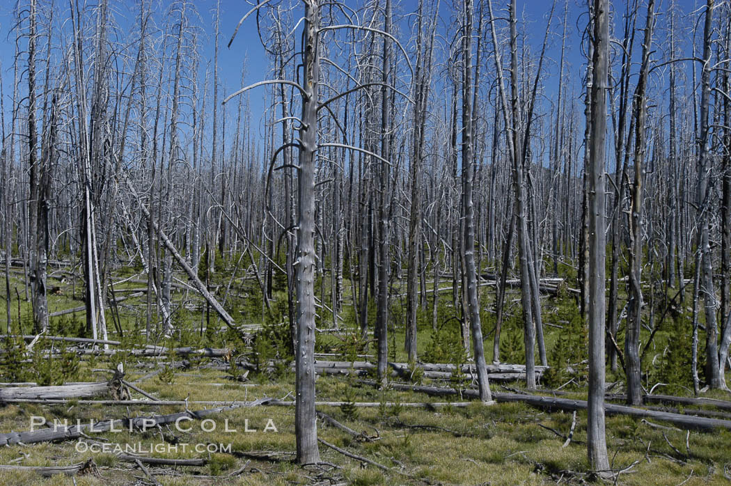 Yellowstones historic 1988 fires destroyed vast expanses of forest. Here scorched, dead stands of lodgepole pine stand testament to these fires, and to the renewal of these forests. Seedling and small lodgepole pines can be seen emerging between the dead trees, growing quickly on the nutrients left behind the fires. Southern Yellowstone National Park. Wyoming, USA, Pinus contortus, natural history stock photograph, photo id 07298