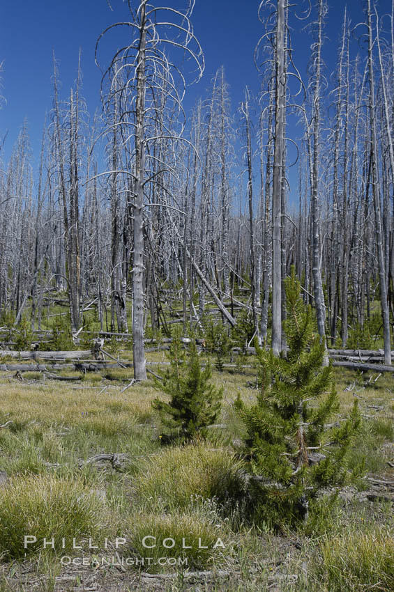 Yellowstones historic 1988 fires destroyed vast expanses of forest. Here scorched, dead stands of lodgepole pine stand testament to these fires, and to the renewal of these forests. Seedling and small lodgepole pines can be seen emerging between the dead trees, growing quickly on the nutrients left behind the fires. Southern Yellowstone National Park. Wyoming, USA, Pinus contortus, natural history stock photograph, photo id 07295