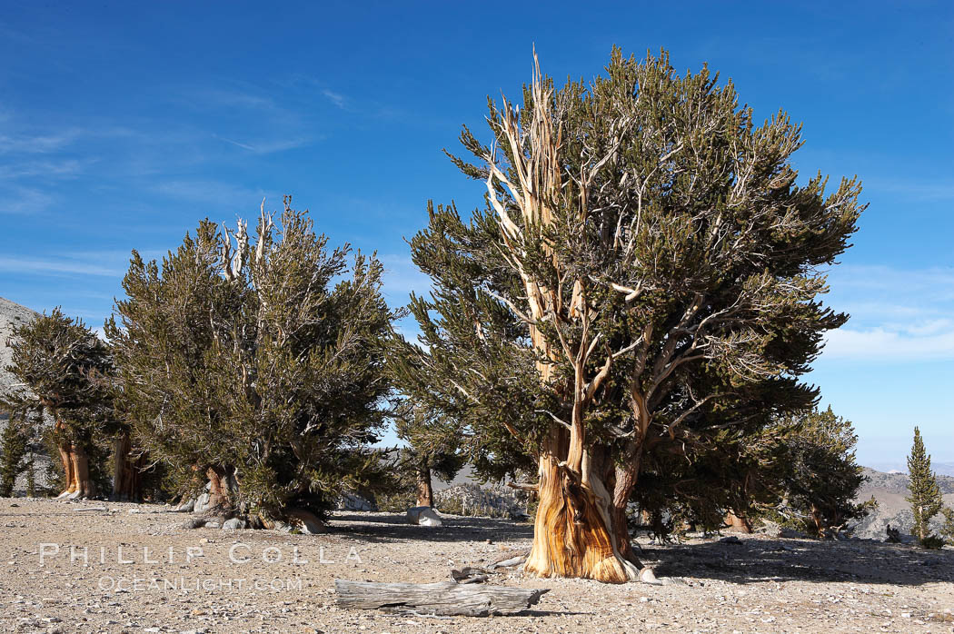 Bristlecone pines rising above the arid, dolomite-rich slopes of the White Mountains at 11000-foot elevation. Patriarch Grove, Ancient Bristlecone Pine Forest. White Mountains, Inyo National Forest, California, USA, Pinus longaeva, natural history stock photograph, photo id 17478