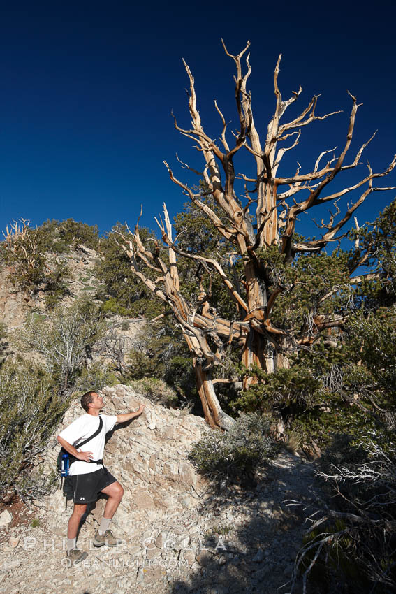 A hiker admires an ancient bristlecone pine tree, on the Methuselah Walk in the Schulman Grove in the White Mountains at an elevation of 9500 above sea level.  The oldest bristlecone pines in the world are found in the Schulman Grove, some of them over 4700 years old. Ancient Bristlecone Pine Forest. White Mountains, Inyo National Forest, California, USA, Pinus longaeva, natural history stock photograph, photo id 23238