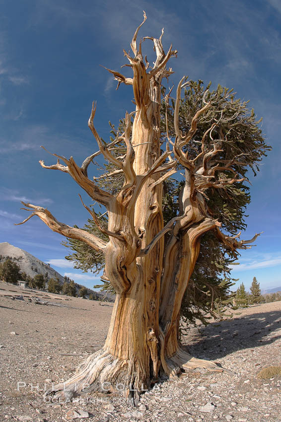Bristlecone pine rising above the arid, dolomite-rich slopes of the White Mountains at 11000-foot elevation. Patriarch Grove, Ancient Bristlecone Pine Forest. White Mountains, Inyo National Forest, California, USA, Pinus longaeva, natural history stock photograph, photo id 17484
