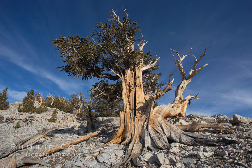 Bristlecone pine displays its characteristic gnarled, twisted form as it rises above the arid, dolomite-rich slopes of the White Mountains at 11000-foot elevation. Patriarch Grove, Ancient Bristlecone Pine Forest. White Mountains, Inyo National Forest, California, USA, Pinus longaeva, natural history stock photograph, photo id 17496