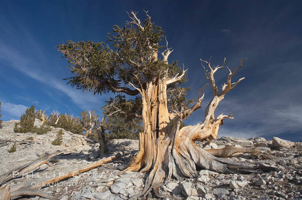 Bristlecone pine displays its characteristic gnarled, twisted form as it rises above the arid, dolomite-rich slopes of the White Mountains at 11000-foot elevation. Patriarch Grove, Ancient Bristlecone Pine Forest. White Mountains, Inyo National Forest, California, USA, Pinus longaeva, natural history stock photograph, photo id 17475