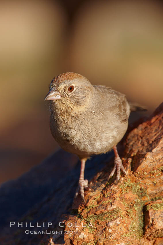 Canyon towhee. Amado, Arizona, USA, Pipilo fuscus, natural history stock photograph, photo id 22943
