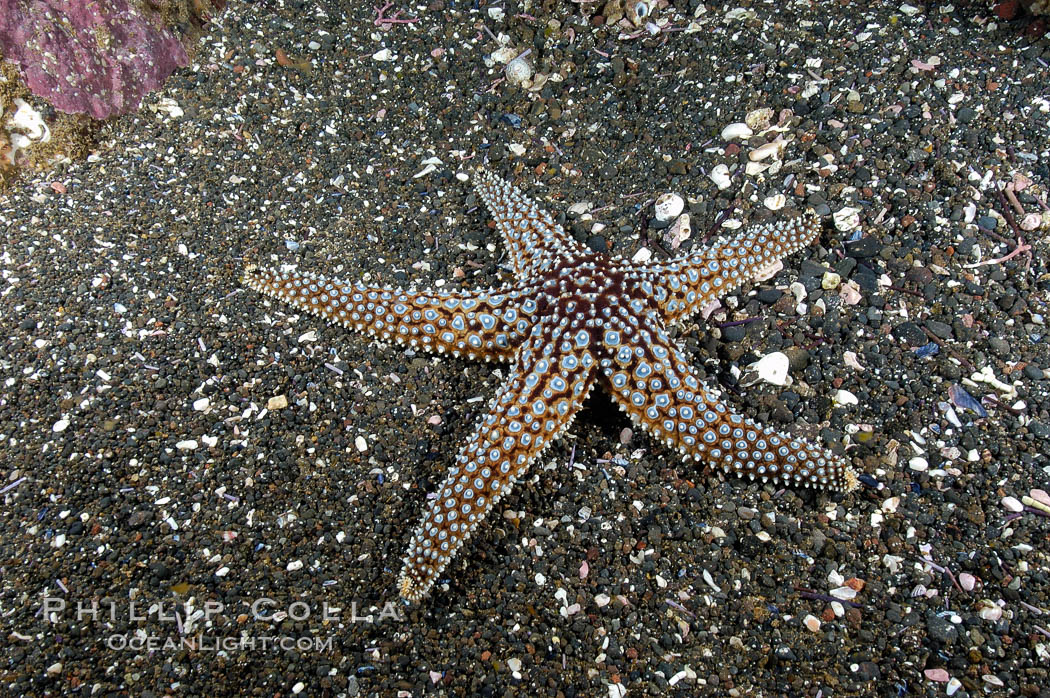 A starfish (sea star) on the sandy bottom. Santa Barbara Island, California, USA, Pisaster giganteus, natural history stock photograph, photo id 10141