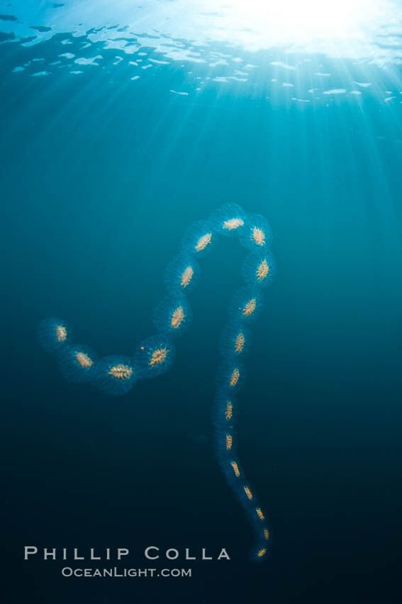 Colonial planktonic pelagic tunicate, adrift in the open ocean, forms rings and chains as it drifts with ocean currents. San Diego, California, USA, Cyclosalpa affinis, natural history stock photograph, photo id 26827