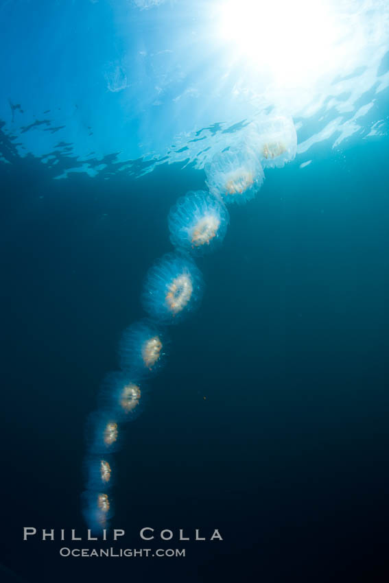 Colonial planktonic pelagic tunicate, adrift in the open ocean, forms rings and chains as it drifts with ocean currents. San Diego, California, USA, Cyclosalpa affinis, natural history stock photograph, photo id 26839