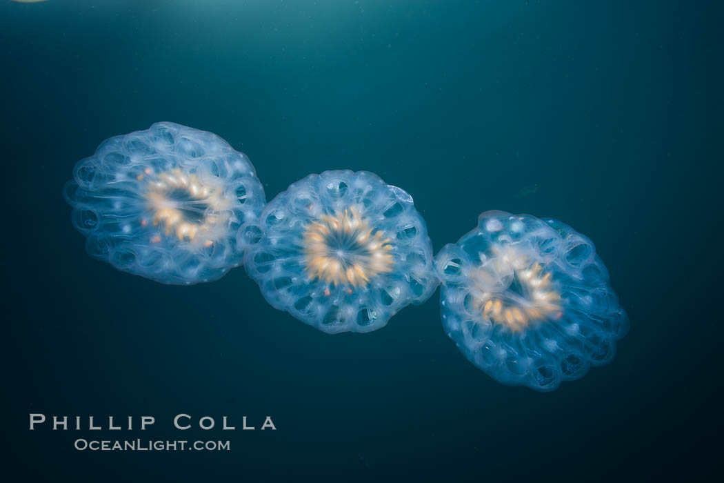 Colonial planktonic pelagic tunicate, adrift in the open ocean, forms rings and chains as it drifts with ocean currents. San Diego, California, USA, Cyclosalpa affinis, natural history stock photograph, photo id 26843